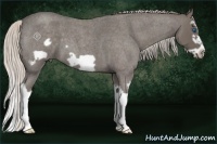Horse Color:Silver Blue Roan Splash Frame 