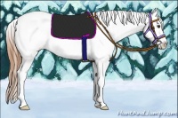 Horse Color:Chestnut Tobiano Appaloosa