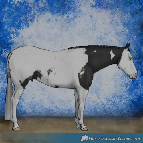 Horse Color:Black Splash Tobiano Appaloosa 
