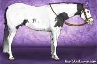 Horse Color:Black Splash Tobiano Appaloosa 