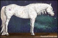 Horse Color:Palomino Appaloosa and Palomino Appaloosa