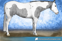 Horse Color:Blue Roan Splash Tobiano