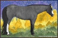 Horse Color:Blue Roan 