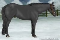 Horse Color:Smoky Black 