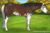 Horse Color:Brown Splash