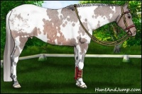 Horse Color:White Spotted Bay Varnish 