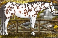 Horse Color:Bay Splash Near Leopard 