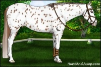 Horse Color:Chestnut Splash Appaloosa 