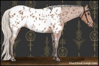 Horse Color:Silver Bay Roan Appaloosa 