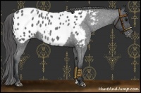 Horse Color:Blue Roan Appaloosa 
