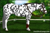 Horse Color:Black Appaloosa 
