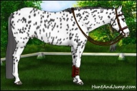 Horse Color:Black Near Leopard Rabicano 