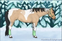 Horse Color:Bay Roan Dun Tobiano