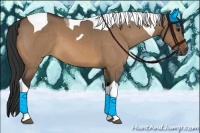 Horse Color:Bay Dun Tobiano 