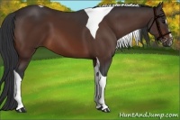 Horse Color:Bay Sabino Tobiano