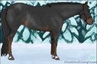 Horse Color:Liver Chestnut Rabicano 