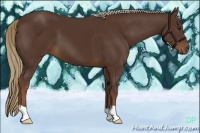 Horse Color:Liver Chestnut 