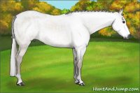 Horse Color:Gray Buckskin Dun 
