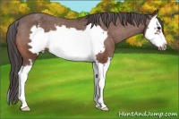 Horse Color:Bay Splash Frame Varnish