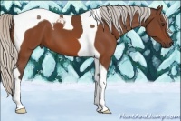 Horse Color:Silver Bay Tobiano