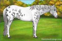 Horse Color:White Spotted Black Splash Tobiano Frame Appaloosa 