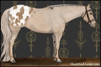Horse Color:Palomino Appaloosa 