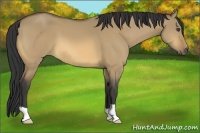 Horse Color:Buckskin Dun 
