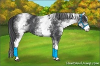 Horse Color:White Spotted Black