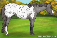 Horse Color:Grullo Appaloosa 