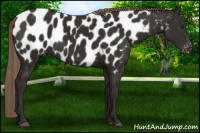 Horse Color:Liver Chestnut Appaloosa