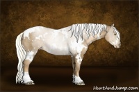 Horse Color:White Spotted Liver Chestnut Pearl Rabicano 