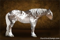 Horse Color:White Spotted Liver Chestnut 
