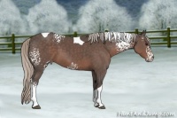 Horse Color:White Spotted Silver Black Tobiano 