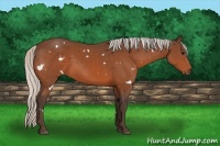 Horse Color:White Spotted Silver Brown
