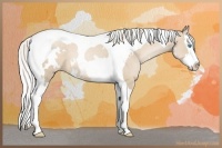 Horse Color:White Spotted Silver Smoky Black Pearl Splash Tobiano 