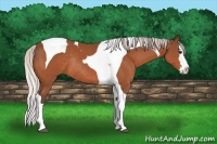 Horse Color:Silver Brown Splash Tobiano Rabicano 