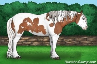 Horse Color:White Spotted Silver Brown Splash Tobiano Rabicano 