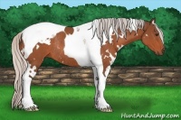 Horse Color:White Spotted Silver Brown Tobiano Rabicano