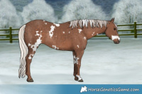 Horse Color:White Spotted Silver Black Rabicano