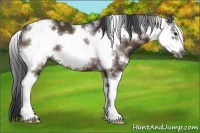 Horse Color:Brown Sabino Frame Rabicano