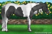 Horse Color:Black Tobiano Appaloosa 