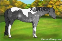Horse Color:Black Tobiano 