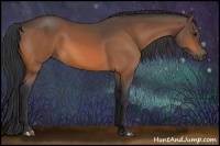 Horse Color:Buckskin 