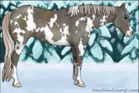 Horse Color:White Spotted Silver Black Sabino