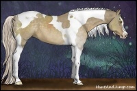 Horse Color:Chocolate Palomino Dun Sabino Tobiano