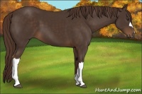 Horse Color:Liver Chestnut 