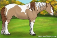 Horse Color:Red Dun Splash Tobiano 