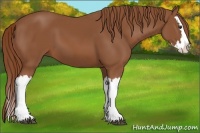 Horse Color:Chestnut Splash