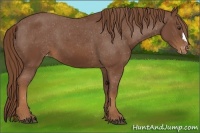 Horse Color:Chestnut Appaloosa 