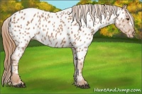 Horse Color:Chestnut Appaloosa